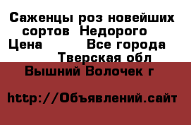 Саженцы роз новейших сортов. Недорого. › Цена ­ 350 - Все города  »    . Тверская обл.,Вышний Волочек г.